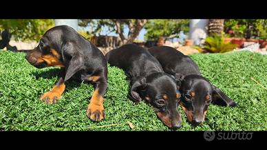 Cuccioli di bassotto kaninchen