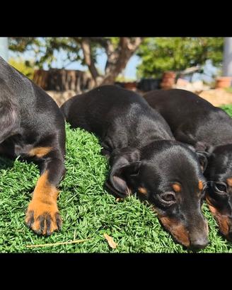Cuccioli di bassotto kaninchen