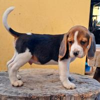 Maschietto tricolore di Beagle Elisabeth