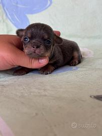 Chihuahua blue tan