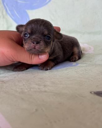 Chihuahua blue tan