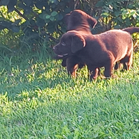 Cuccioli di labrador retriver puro chocolate