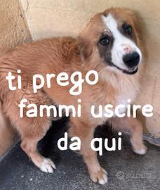 DYLAN 4 ANNI Taglia media