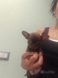 Cucciolo chihuahua