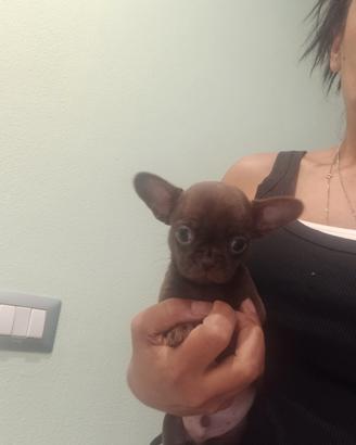 Cucciolo chihuahua