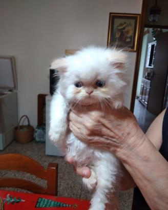 animali 