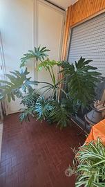 Pianta Philodendro Monstera
