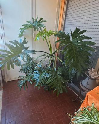 Pianta Philodendro Monstera