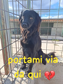 ?pepita 7 anni 13/14 kg