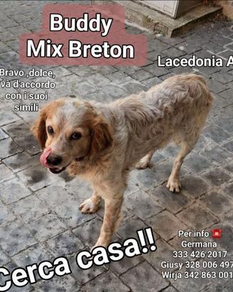 BADDY mix Breton
