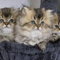 Cuccioli di British Longhair di 60 giorni
