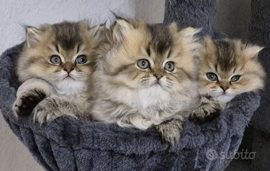 Cuccioli di British Longhair di 60 giorni