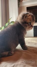 Meravigliosi cuccioli gattini British Shortair