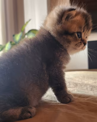 Meravigliosi cuccioli gattini British Shortair