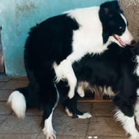 Border collie