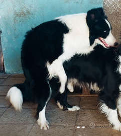 Border collie