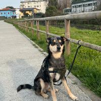 Australian Cattle dog