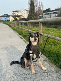 Australian Cattle dog