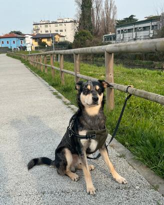Australian Cattle dog