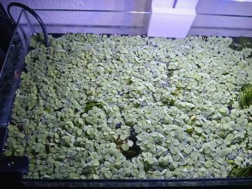 salvinia pianta galleggiante 