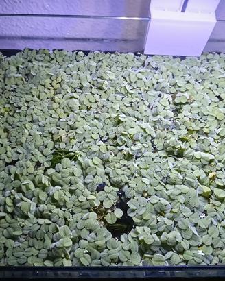 salvinia pianta galleggiante 