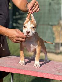 American pitbull terrier