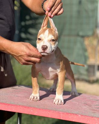 American pitbull terrier