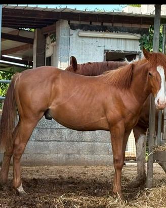 Puledro