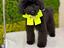 Immagine 4