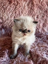 Cuccioli di persiano