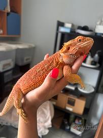 Pogona maschio adulta