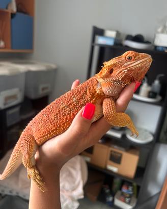 Pogona maschio adulta