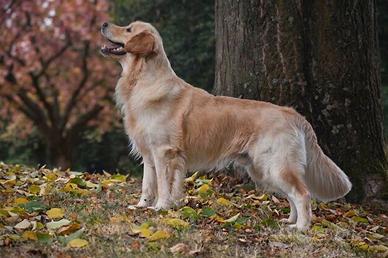 GOLDEN RETRIEVER maschio per MONTA