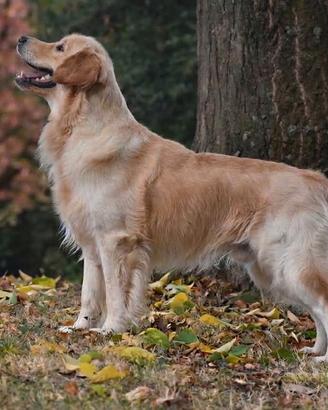 GOLDEN RETRIEVER maschio per MONTA