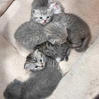 Gattini Scottish Fold & Straight