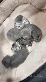 Gattini Scottish Fold & Straight