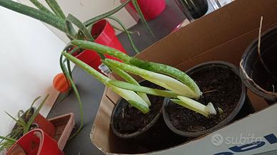  piantine aloe