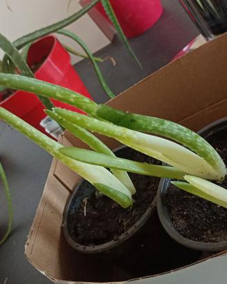  piantine aloe