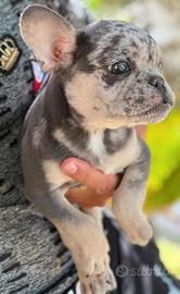 Cucciolo di bull dog lillac tan merlè