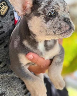 Cucciolo di bull dog lillac tan merlè