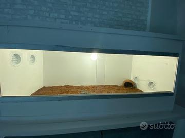 Terrario per geco 🦎 leopardino