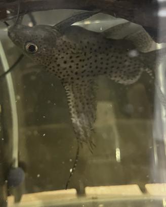 Pesce gatto Synodontis eupterus