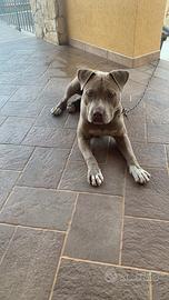 Pitbull