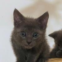 Gatto Certosino