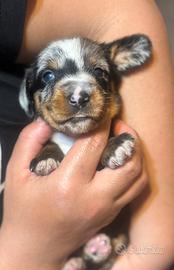 Bassotto a pelo duro arlecchini e focati