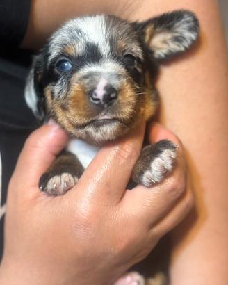 Bassotto a pelo duro arlecchini e focati