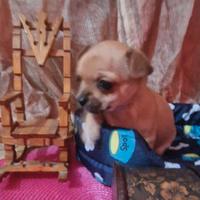 Chihuahua a Pelo Corto Cuccioli di 4 Mesi