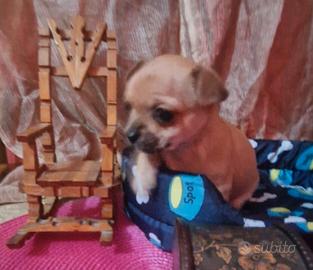 Chihuahua a Pelo Corto Cuccioli di 4 Mesi