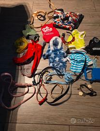 Stock collari, guinzagli e vestiti cani piccoli