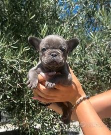 Bulldog francese